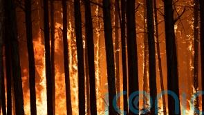 Rain brings hope for fire-ravaged province in Argentina