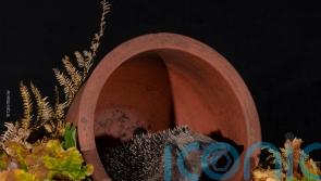 Hedgehogs in trouble in the countryside, but faring better in towns