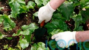 Health benefits of community groups to be investigated in £1.5m study
