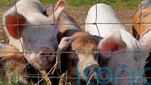 40,000 pigs ‘culled and meat wasted’ due to industry crisis, farmers say