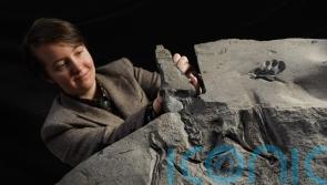 ‘Discovery of the century’ pterodactyl fossil on show at museum