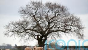 Government accused of being focused on ‘anything other than food’ in countryside