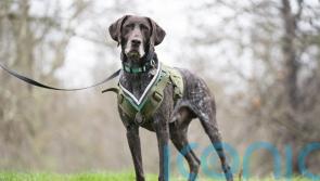 Pioneering RAF sniffer dog given ‘animal Victoria Cross’ award
