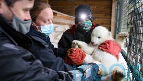 It’s a boy: UK’s youngest polar bear cub confirmed as male in first health check