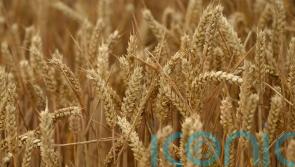 Food prices set to rise and inflation could hit 8.2% due to Ukraine conflict