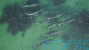 Scientists use drones to identify whether dolphins are pregnant