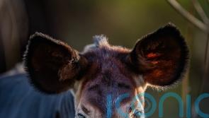 Rare okapi calf steps outside for the first time
