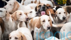 Bill to close fox hunting loopholes introduced