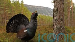 UK capercaillies could be extinct again in 20-30 years, report warns