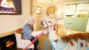 Alpacas hit it off with care home residents during therapeutic visit