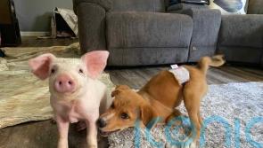 Real-life Dr Dolittle gives animals with special needs an idyllic life and sees a rescued piglet and a paraplegic dog strike up an extraordinary friendship