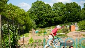 6 ways gardening can help you live longer, as study highlights health benefits of outdoor activities