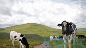 One of competing climate change bills passes penultimate NI Assembly hurdle