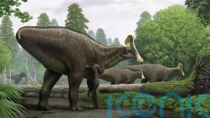 Researchers discover bone of 68-million-year-old dinosaur with broken wrist