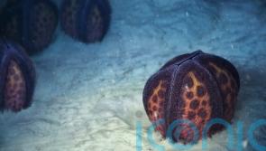 Fossil shows starfish relative ‘lost its skeleton’ half a billion years ago