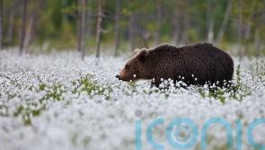 From brown bears to bison: 5 of the best places to see incredible wildlife this spring