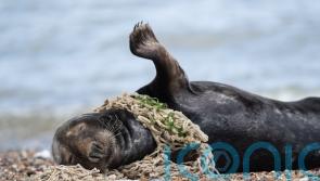 Countries agree ‘historic’ move to draw up legal treaty to end plastic pollution