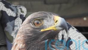Golden eagle project sees bird numbers soar to new heights