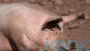 Pig grunts translated into emotions for the first time – study