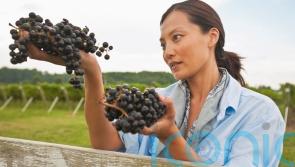 Women in wine: 6 top drops to toast International Women’s Day