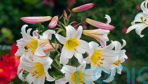 It’s time to plant your summer bulbs – but which should you choose?