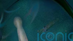 Octopus ancestor is the first of its kind with 10 functional arms