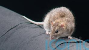 Surge in reports of rats and mice as businesses reopen, data suggests