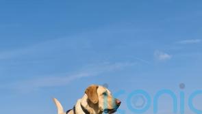 Dog turning on kitchen tap among more unusual canine-related insurance claims