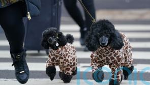 In Pictures: Dogs descend on Birmingham for Crufts 2022