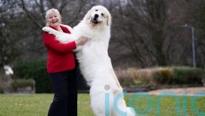 Dressed-up dogs return to Crufts after last year’s Covid-19 cancellation