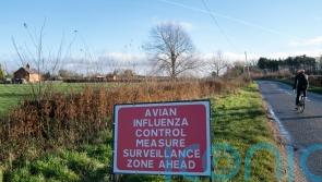 Avian flu outbreak discovered in Aberdeenshire