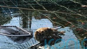 Tawny owl ‘will live to fly another night’ after encounter with pond netting