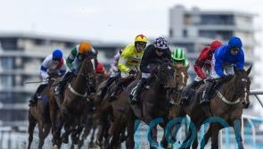 Top Dog gunning for Champion Bumper honours