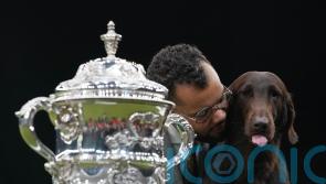Baxer the flat-coated retriever crowned Best in Show at Crufts