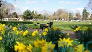 Spring sunshine expected across UK this weekend