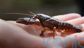 ‘Ark’ site created to protect endangered UK crayfish