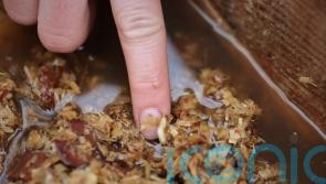 Pine hoverfly larvae released in Cairngorms to boost numbers