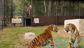 Tigers rescued from Argentina get new home in South Africa