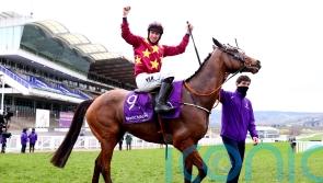 Minella Indo takes on 10 rivals in Cheltenham Gold Cup defence