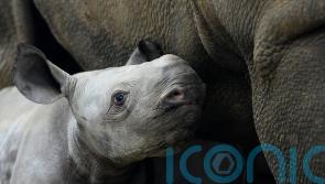 Endangered baby rhino born at Czech zoo is named Kyiv in honour of Ukraine