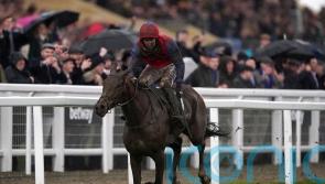 Facile Vega oozes class in Champion Bumper victory
