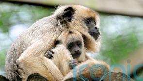 Adult howler monkeys ‘use play to keep the peace’