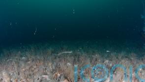 Horse mussels need more protection in British waters, scientists warn