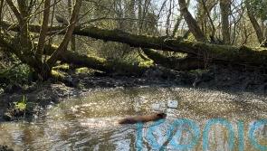 Beavers make a splash with return to London after more than four centuries