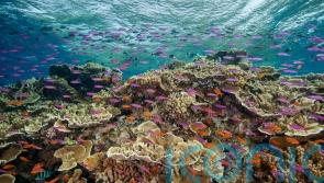 Great Barrier Reef hit by widespread coral bleaching