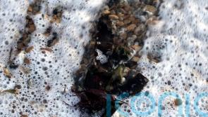 Subsidies and support needed to help Scotland’s seaweed industry – report