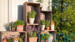 How to use vertical space to grow edibles in a small garden