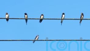 People urged to create habitat for insects to help swallows, swifts and martins