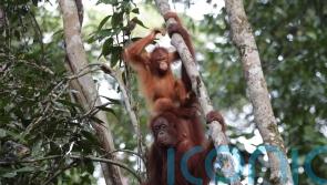 Orangutan vocabularies ‘shaped by social mingling, like in humans’