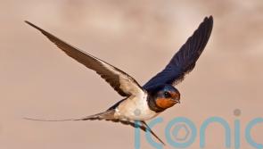 How gardeners can help save swifts, house martins and swallows